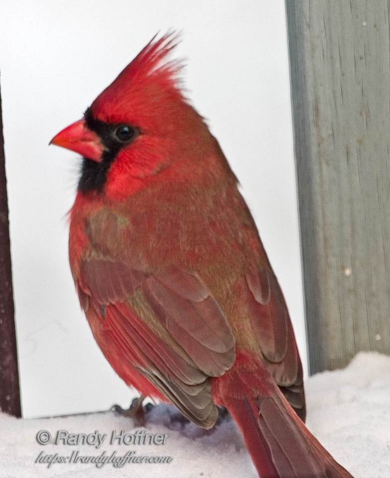 male cardinal.jpg